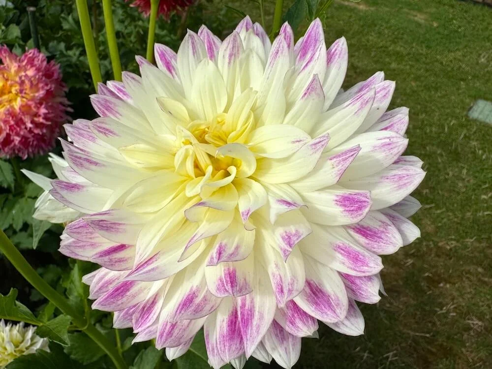 Dahlia 'Bridezilla' — Northwest Blooms